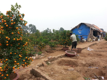 Làng hoa, làng đào Hà Nội vui Tết ảnh 1